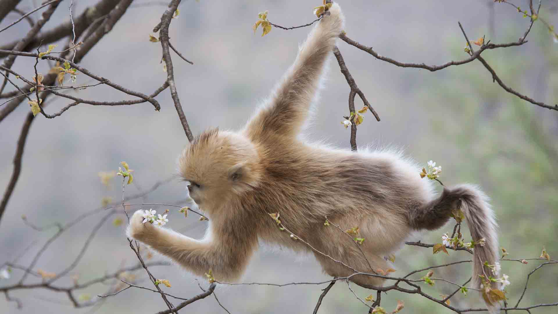 a monkey